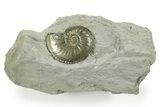 Pyritized Jurassic Ammonite (Amaltheus) Fossil - France #367611-1